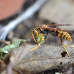 コロコロ丸めてる