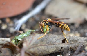 コロコロ丸めてる