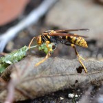 肉団子を作るハチ