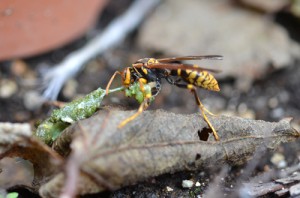 肉団子を作るハチ