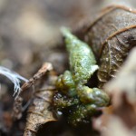 何だろーこれ。イモムシ？