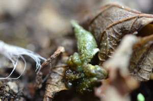 何だろーこれ。イモムシ？