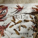 公園の売店からいただいた、モミジの種だそう