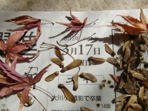 公園の売店からいただいた、モミジの種だそう
