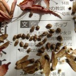 モミジの種の羽をとる