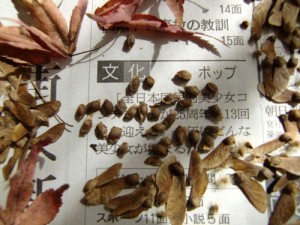 モミジの種の羽をとる