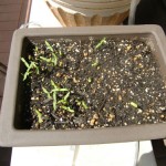 種まきから3週間、4月末に発芽！