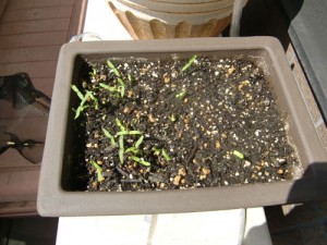 種まきから3週間、4月末に発芽！