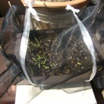 防虫網をかけて、大切に育てられたそうです