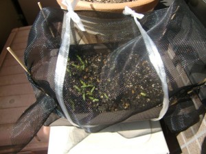 防虫網をかけて、大切に育てられたそうです