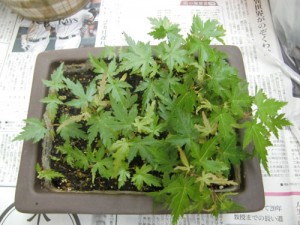 発芽から約1ヶ月、7割以上がスクスク育っています