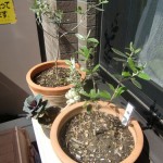 香川で購入したオリーブ、品種はルッカ