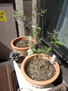 香川で購入したオリーブ、品種はルッカ