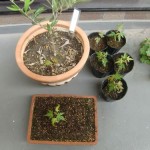 オリーブの鉢からも、モミジがにょっきり！