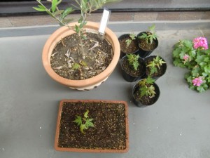 オリーブの鉢からも、モミジがにょっきり！