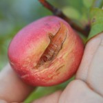 ネクタリンが割れた