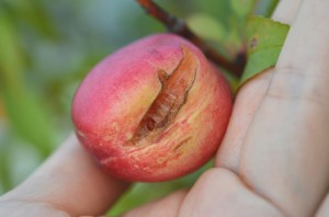 ネクタリンが割れた