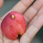 ネクタリンの収穫