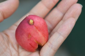 ネクタリンの収穫