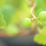 白ブドウのナイアガラ