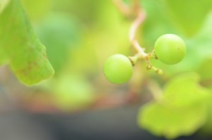 白ブドウのナイアガラ