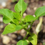 かぐらなんばんの蕾