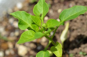 かぐらなんばんの蕾