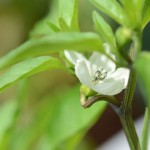 7月29日　花が咲きました
