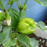 8月5日　実が膨らんできます