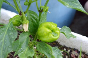 8月5日　実が膨らんできます