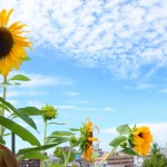 盛夏！うろこ雲がきれい