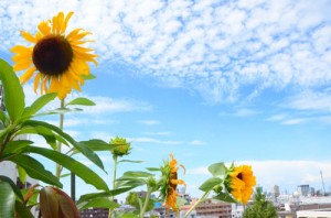 盛夏！うろこ雲がきれい