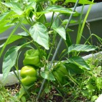 8月16日　そろそろ食べられそうな予感