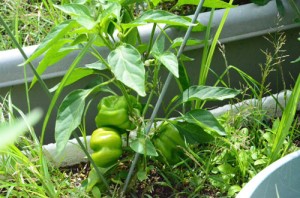 8月16日　そろそろ食べられそうな予感