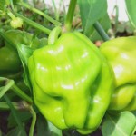 そろそろ食べられそう