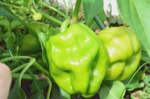 そろそろ食べられそう