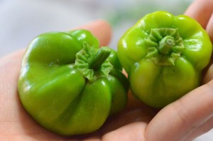 唐辛子「かぐらなんばん」の収穫