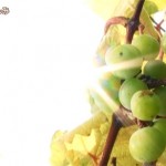 種まきから４年後、ブドウが実りました！