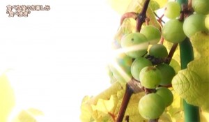 種まきから４年後、ブドウが実りました！