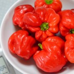 真っ赤に熟したトウガラシ、神楽南蛮の収穫