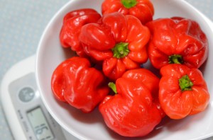 真っ赤に熟したトウガラシ、神楽南蛮の収穫