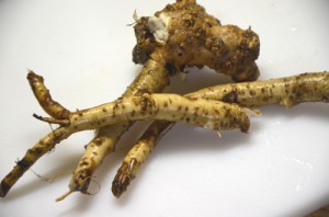 西洋わさびの収穫