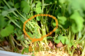 最初にカットしたところ