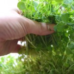 再生トウミョウの収穫