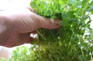 再生トウミョウの収穫
