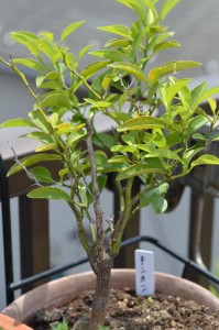 キンカン、発芽から５年
